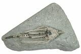 Fossil Crinoid (Macrocrinus) - Crawfordsville, Indiana #291797-1